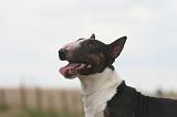 BULL TERRIER MINIATURE 057
